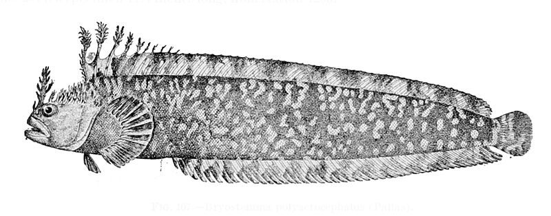 File:Soldatovia polyactocephala.jpg