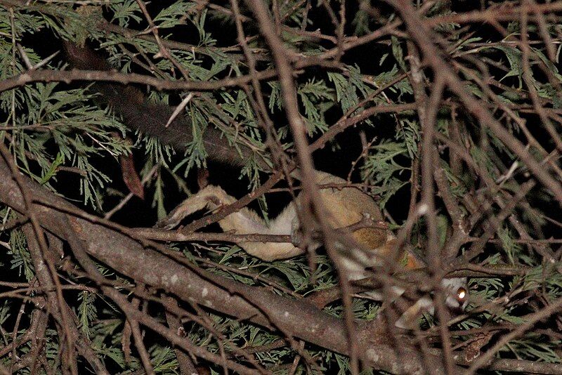 File:Somali Lesser Galago.jpg