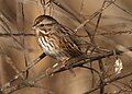 Song Sparrow - Sacramento County, California