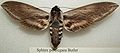 Sphinx perelegans