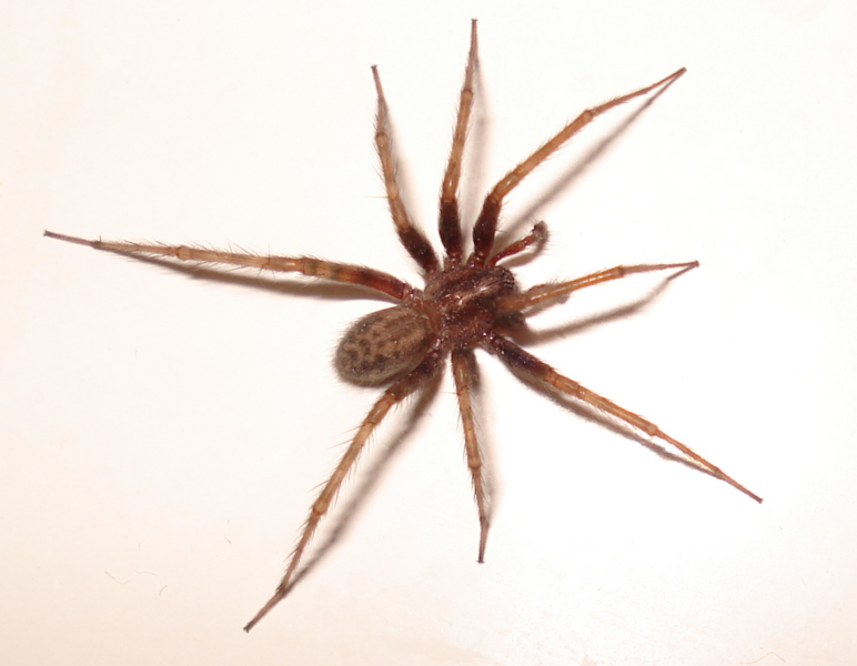 File:Spider-2007-10-09.png