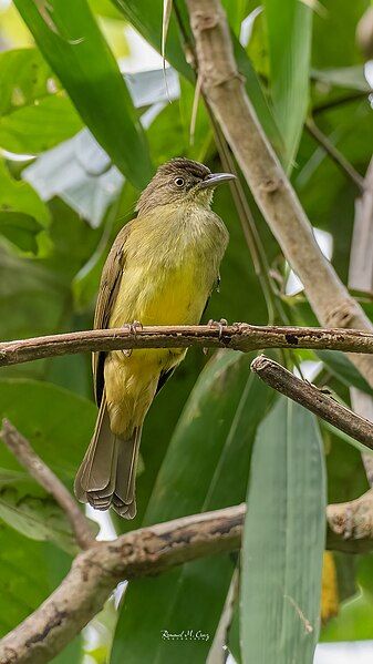 File:Sulphur-bellied Bulbul2.jpg