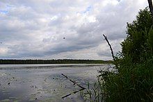 Photo of the lake Suur Pehmejärv from its shore. Close the shore there are many lily pads. Dense trees are visible on the other side of the lake.