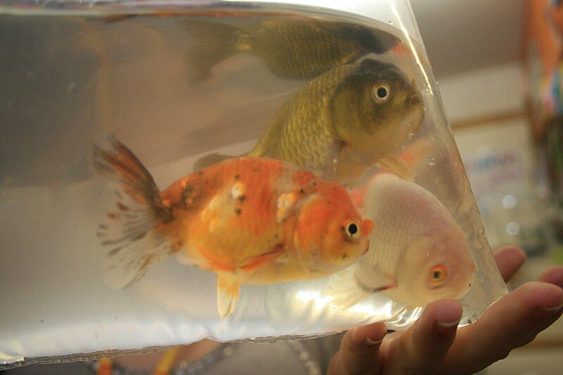 File:Three Ranchu Goldfish.jpg