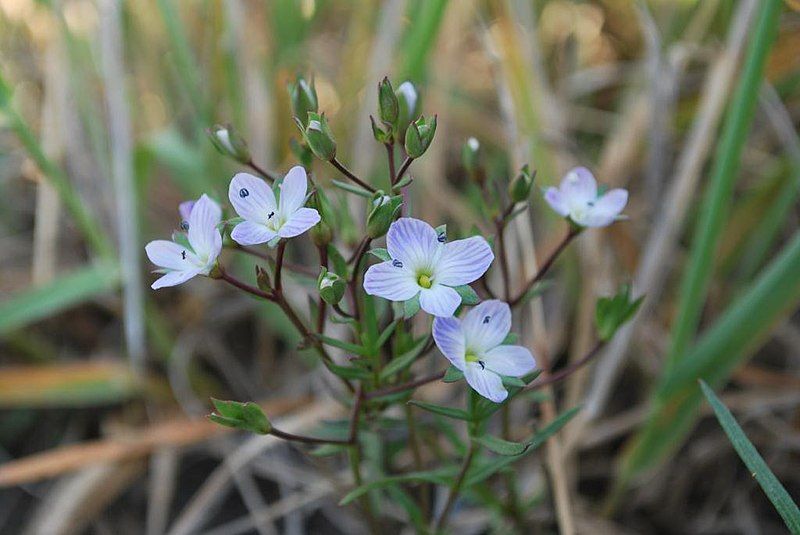 File:Veronica gracilis.jpg