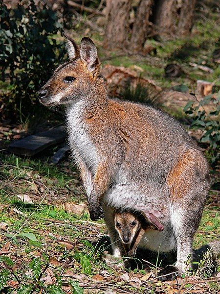 File:Wallaby with joey444.jpg