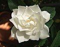 Gardenia flower.