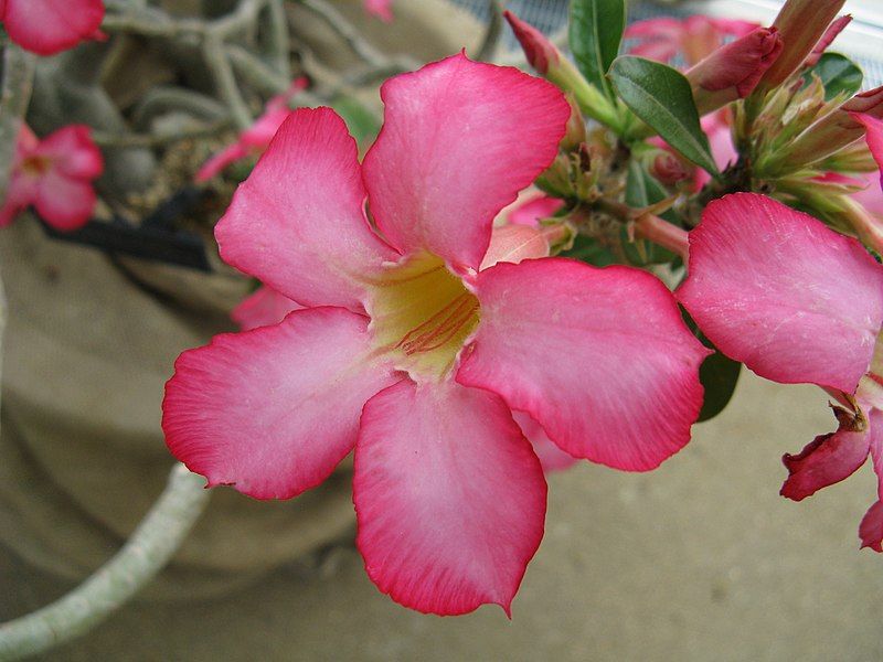 File:Adenium obesum3.jpg