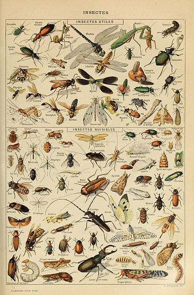 File:Adolphe Millot insectes.jpg