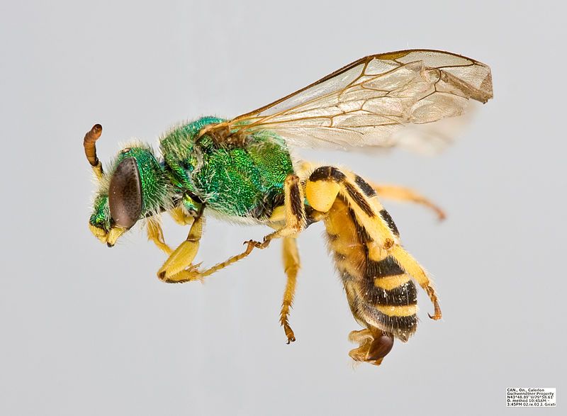 File:Agapostemon sericeus male.jpg