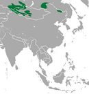 In western Mongolia, eastern Kazakhstan, and Russia, as well as in China