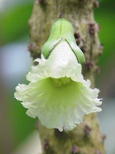 File:Amphitecna macrophylla5.jpg