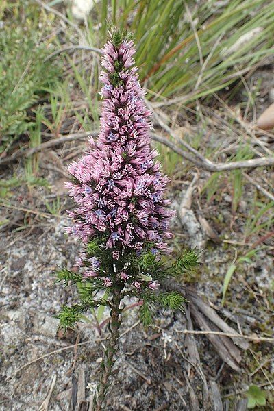 File:Andersonia caerulea.jpg