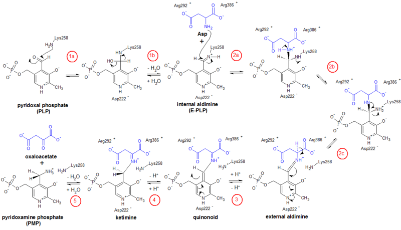 File:Aspartate aminotransferase mechanism.png