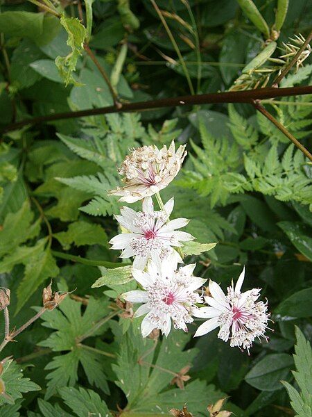 File:Astrantia major06.jpg