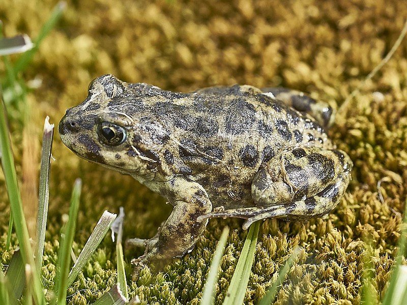 File:Atelognathus nitoi.jpg