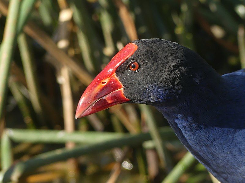 File:Australasian Swamphen.jpg