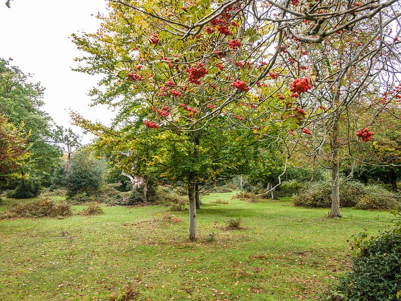 File:Autumn berries (10493430534).jpg