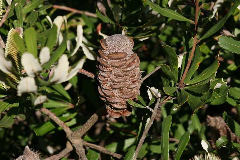 File:Banksia oblongifolia Stanwelltops1.jpg