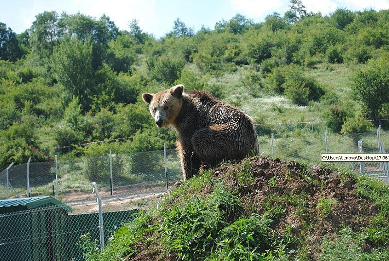 File:Bear sanctuary Prishtina.jpg