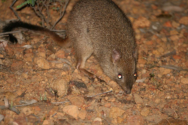 File:Bettongia penicillata (Woylie)1.jpg