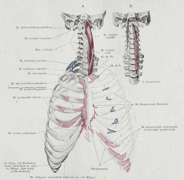 File:Braus 1921 115.png