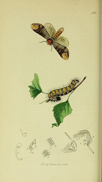 File:Britishentomologyvolume5Plate530.jpg