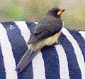 Yellow-billed Oxpecker on a Grevy's Zebra