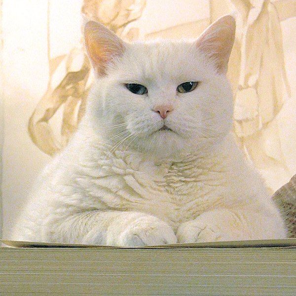 File:BusinessCat 2006 (cropped).jpg