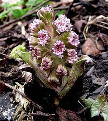 People in Bree often had botanical names; Barliman Butterbur is named for the butterbur, Petasites hybridus, a large stout herb of Northwestern Europe[T 4]