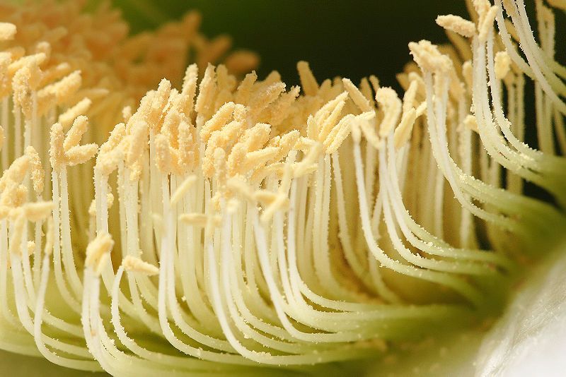 File:Cactus flower pollen.jpg