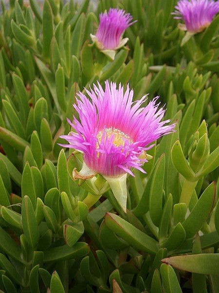 File:Carpobrotus edulis 02.JPG