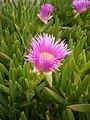 Carpobrotus edulis