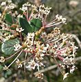 Ceanothus crassifolius