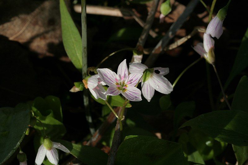 File:Claytonia caroliniana 016.jpg