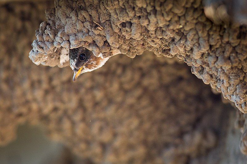 File:Cliff swallow (15372086670).jpg