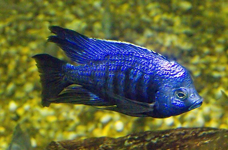 File:Copadichromis azureus.jpg