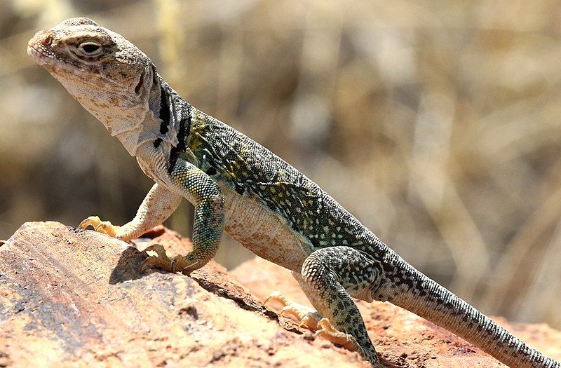 File:Crotaphytus collaris-female basking.jpg