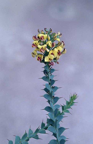 File:Daviesia striata.jpg