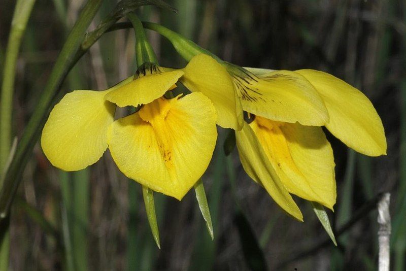 File:Diuris protena.jpg