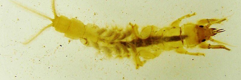 File:Ephemera guttulata larva.jpg