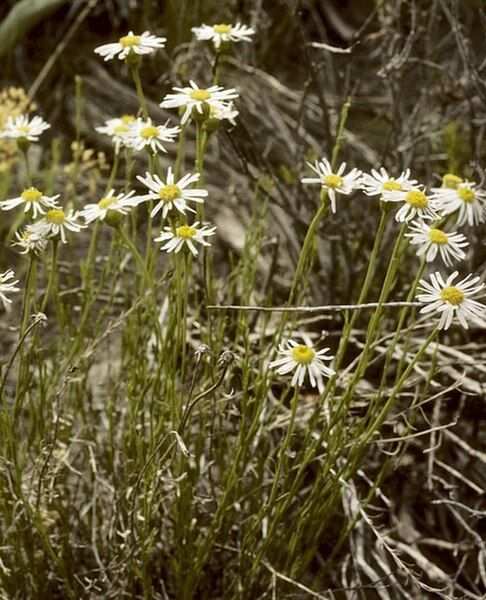 File:Erigeron rhizomatus lg.jpg