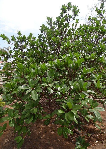 File:Ficus cyathistipula kz2.JPG