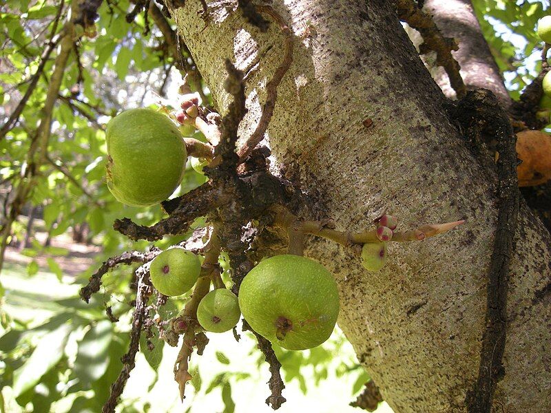 File:Ficus racemosa fructescence.jpg