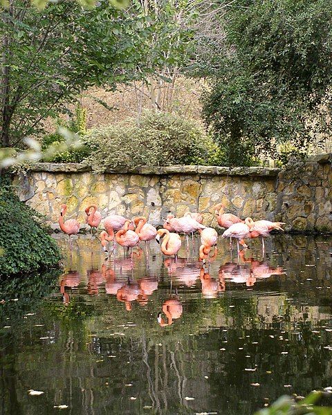 File:Flamingos-jackson.jpg