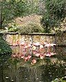 Flamingos at the zoo.