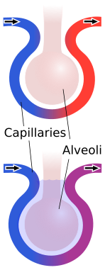 File:Fluid-filled alveolus.svg