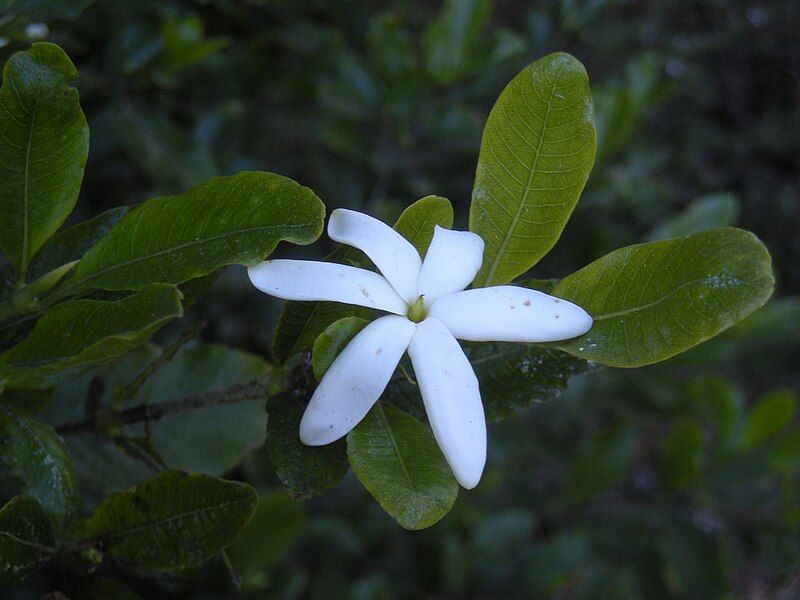 File:Gardenia psidioides flower.jpg