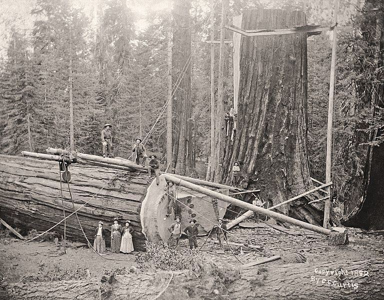 File:General-Noble-a-giant-sequoia-tree-in-Converse-Basin-Grove-falling-1892.jpg