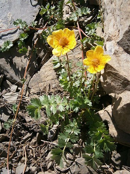 File:Geum reptans 002.jpg